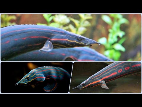 Видео: Удивительная рыбка Мастацембел Краснополосый Содержание в аквариуме Совместимость и Размножение