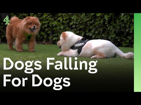 Видео: Любовь поражает чау-чау | Собачья конура 🐶