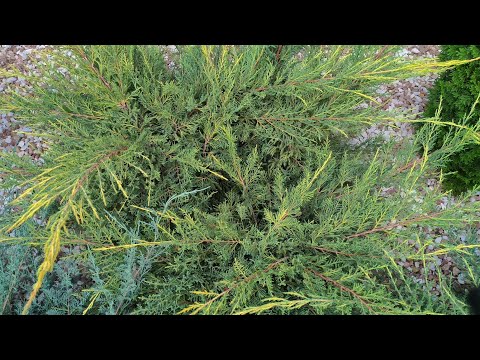 Видео: Стрижка можжевельника Голд стар . Топиарная форма из  заросшего куста