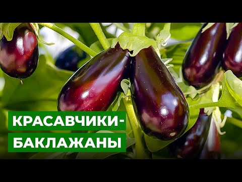 Видео: ВЫСАДКА РАССАДЫ БАКЛАЖАНОВ В ТЕПЛИЦУ 🍆
