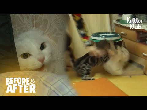 Видео: Кошка, захваченная плохими воспоминаниями о прошлом, яростно атакует до и после 31 серии