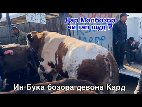 Видео: МОЛБОЗОРИ ДУШАНБЕ БУКАИ КАЛОНТАРИН, ХАМАРО ДЕВОНА КАРД. 23 октября 2025 г.