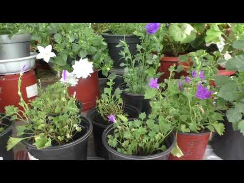 Видео: Колокольчик портеншлага. Радикальная обрезка и дальнейший уход