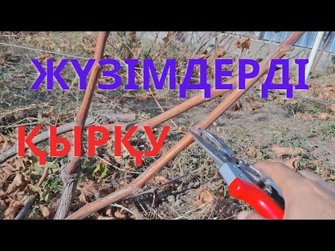 Видео: ЖҮЗІМДЕРДІ КЕСУ /қырқу, жүзімді көмуге дайындау. |Обрезка винограда осенью| #garden #бақ #сад