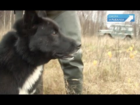 Видео: СУРОВАЯ И БЕСПОЩАДНАЯ ОХОТА НА ЛОСЯ! Охота с Леонидом Костюковым