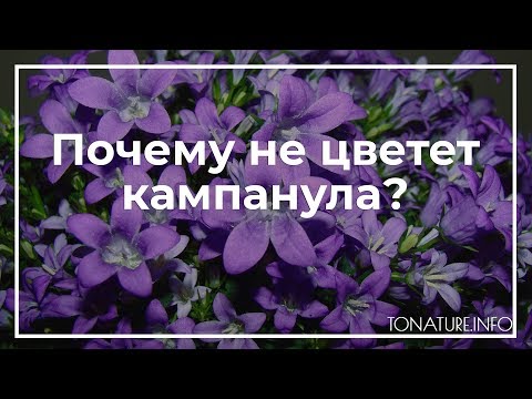 Видео: Почему не цветет кампанула? | toNature.Info