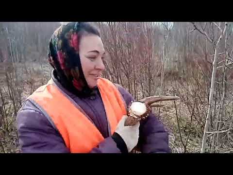 Видео: Поиск рогов... Серебро... Металлокоп...