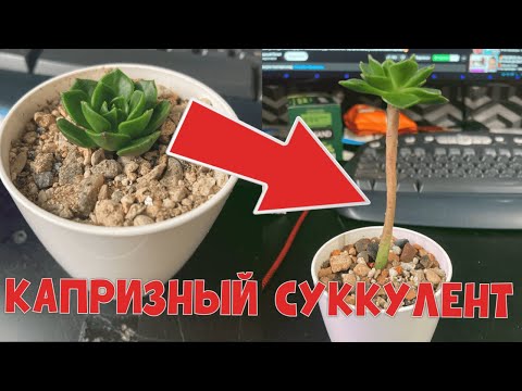 Видео: ТЯНЕТСЯ НЕСМОТРЯ НИ НА ЧТО! Седеверия Летиция. САМОЕ ХАРАКТЕРНОЕ РАСТЕНИЕ!