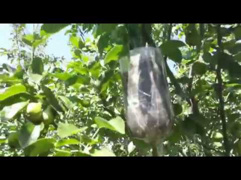 Видео: Как сделать воздушный отводок на груше. Проверенный метод.