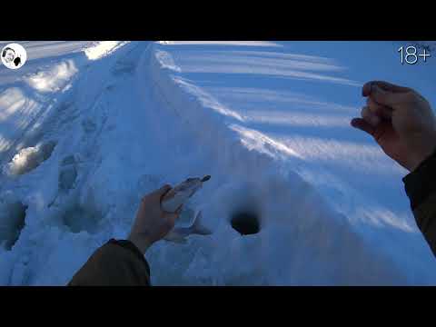 Видео: Зимняя рыбалка и охота! (поймали немного рыбы и добыли лося)