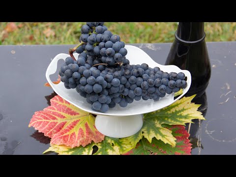 Видео: Самые урожайные сорта для вина на нашем участке