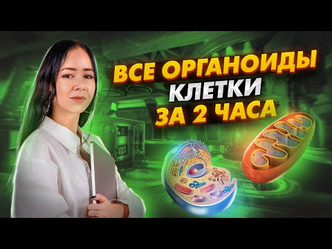 Видео: ВСЕ ОРГАНОИДЫ КЛЕТКИ ЗА 2 ЧАСА | Биология ЕГЭ