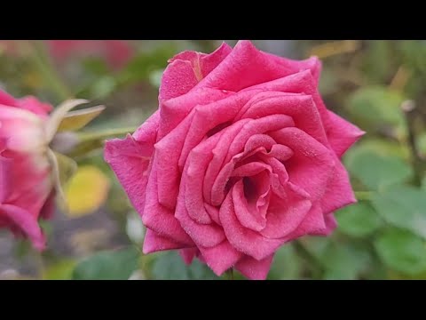 Видео: С осенью 🍁играем в прятки 🐇