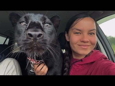 Видео: Суровый сибирский лес. Прогулка с пантерой Луной 🌲