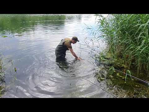 Видео: ИЮНЬСКИЙ КАРАСЬ №2  НОВОЛУКОМЛЬ