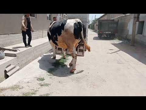 Видео: Самарканд Тарози хизмати 93.3085087.  22 мая 2025 г.