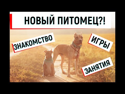 Видео: НОВЫЙ ПИТОМЕЦ??? Питбуль ПЕЧЕНЬКА и питбуль ШАНЯ. ЗАНЯТИЯ, ИГРЫ, первые УСПЕХИ #питбульпеченька #dog