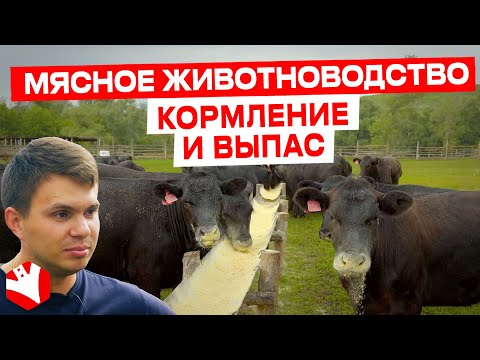 Видео: Кормление и выпас. Мясное животноводство | КУЛЬТИВАТОР