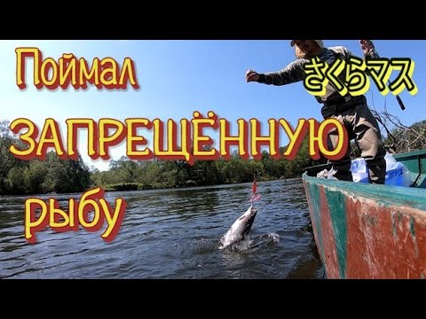 Видео: Поймал ЗАПРЕЩЕННУЮ рыбу. Рыбалка на горной реке. Рыбалка на спиннинг. Красная икра. часть 2