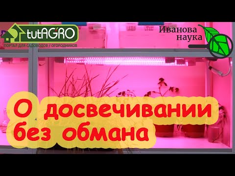 Видео: И БАБУШКАМ БУДЕТ ПОНЯТНО! Почему я выбрал ФИТОЛАМПУ для подсветки рассады? Простое правило 100 Ватт.