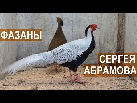 Видео: Фазаны в птичьем парке Сергея Абрамова.