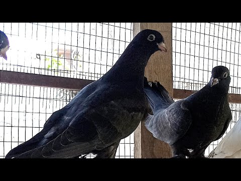 Видео: Голуби Узбекистана . Самаркандская порода лётно игровых голубей.