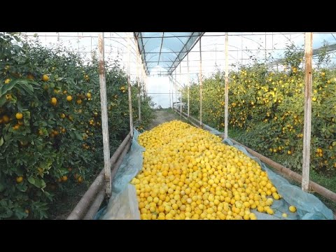 Видео: Түркістан облысының бағбандары лимон жинап жатыр