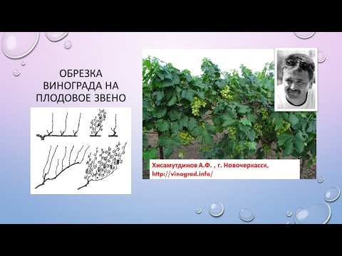 Видео: Обрезка на плодовое звено, Хисамутдинов АФ