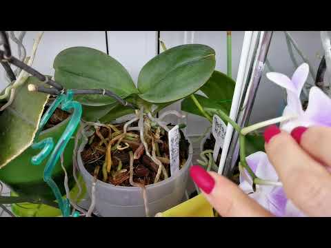 Видео: Отек на новой орхидее| Вода для поливов| Про щавелевую| Красные листья| Болела фузариозом| Дикий кот