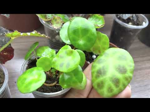 Видео: Бегонии. Пересчитываю сорта. Часть 11.