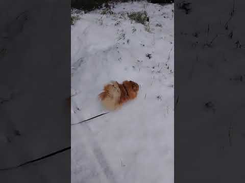 Видео: Шпиц Алиса на прогулке зима 19