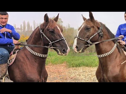 Видео: Босс Шамал Экен Шамал😱