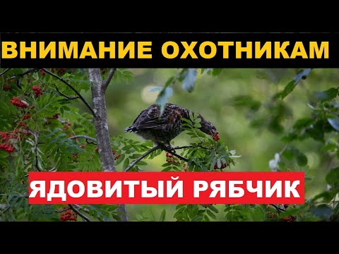 Видео: ❌О ЯДОВИТОМ РЯБЧИКЕ. ОБ ОХОТЕ НА РЯБЧИКА.