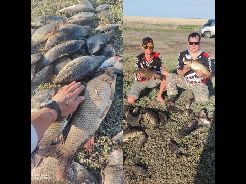 Видео: САЗАН СОШЕЛ С УМА!!!ОЗЕРО САРТЛАН.Новосибирская область