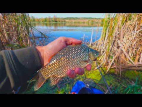 Видео: Осінній КАРАСЬ на Поплавок. Річка Горинь. Село Мислятин.