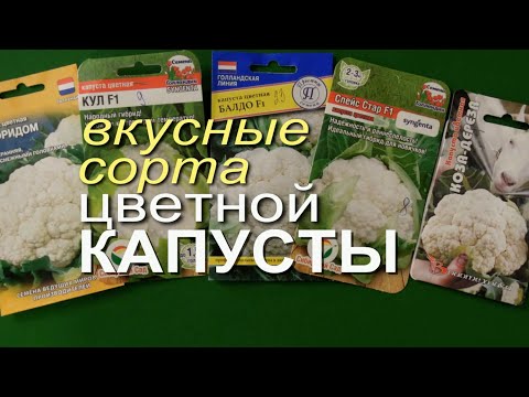 Видео: ЦВЕТНАЯ КАПУСТА! ДВА-ТРИ урожая за сезон! Советы от ЗЕЛЕНОГО ОГОРОДА!