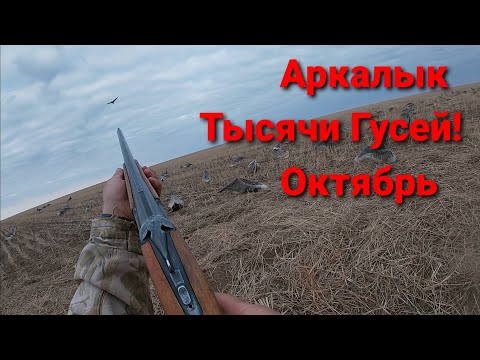 Видео: Гуся много! А налетов мало! Приятная охота.