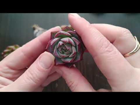 Видео: Открытие сезона 2025 😊Распаковка китайских суккулентов от Сукку Ленки🌱🌵🪴🍀🪷