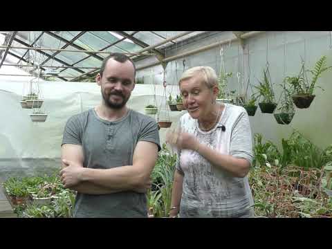 Видео: Хойя (лат. Hóya)
