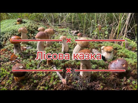 Видео: Пошуки грибів. Було знайдено Білий гриб, Маслюки, Польський гриб, Підберезник, ПІДОСИЧНИК, і ще…