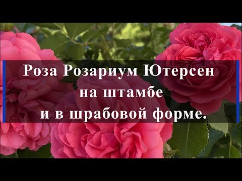 Видео: Роза Розариум Ютерсен на штамбе и в шрабовой форме. Питомник растений Е. Иващенко