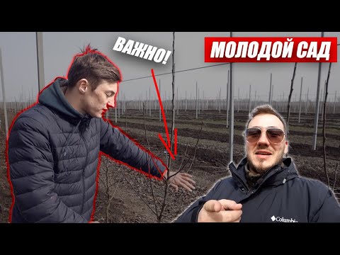 Видео: Яблоневый Сад. Подготовка к Сезону 2020. Закладка Молодого Сада / Антон Пермяков