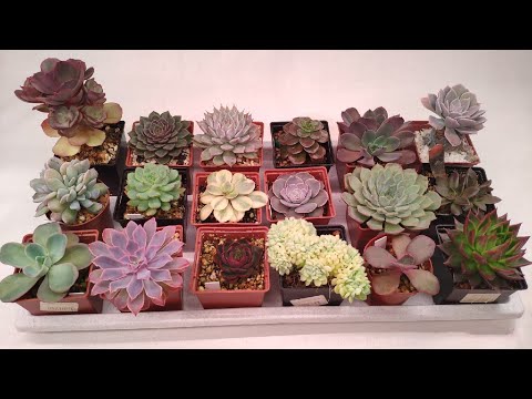 Видео: Суккуленты. Часть 5.