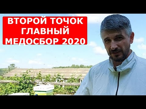 Видео: пчеловодство 230+145 с карникой и бакфастом/ что с мёдом 17 июля 2020