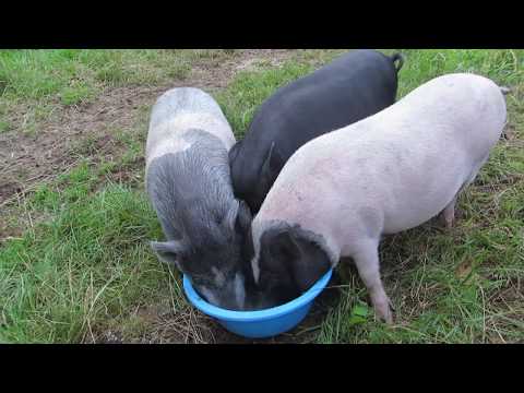 Видео: Вопросы и ответы по вьетнамским свиньям: Часть 2.