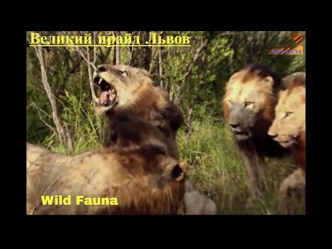 Видео: Wild Fauna /Прирождённые Короли /Великий прайд Львов / Mapogo Lions-часть-3
