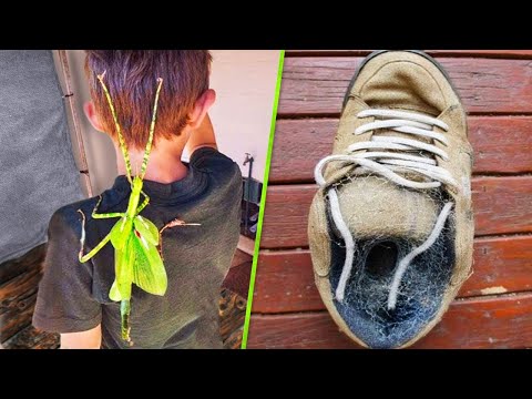 Видео: 10 Вещей, Которые Существуют Только в Австралии