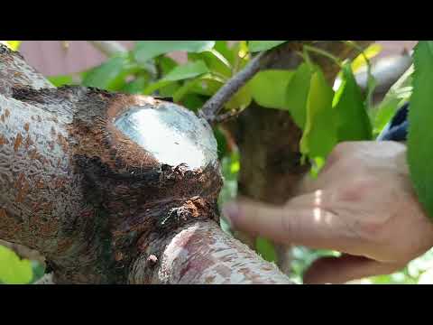 Видео: Второй сезон обрезки черешен в октябре.