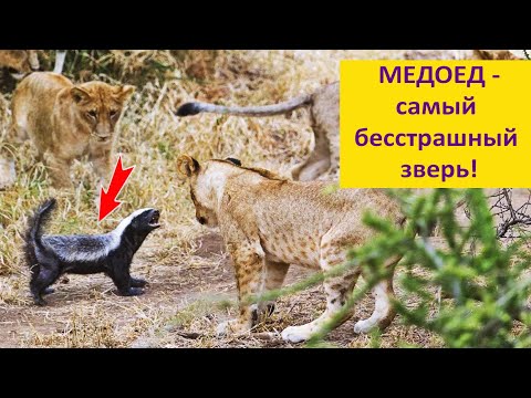 Видео: МЕДОЕД - бесстрашие и изобретательность! Наталья Носова