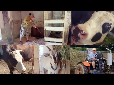 Видео: В ДЕРЕВНЕ НА ХОЗЯЙСТВЕ/ РАЗВИЛА КАНИТЕЛЬ И ВСЕ ДОВОЛЬНЫ)))